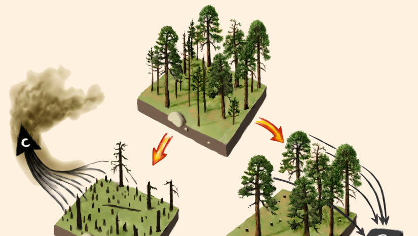 leshyk illustration fire risk reduction