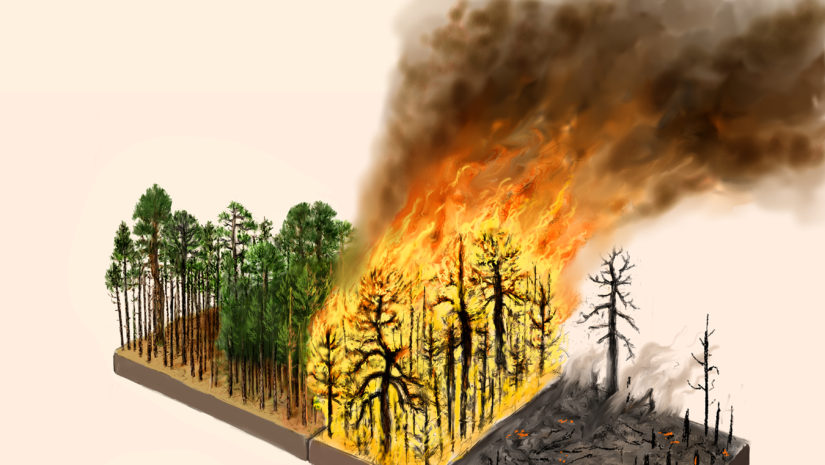 leshyk illustration carbon management