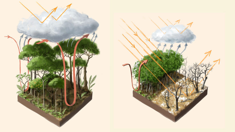 leshyk illustration rainforest temperate flux