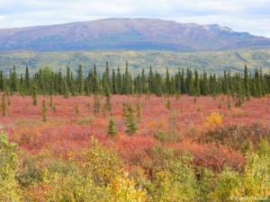 Alaskan boreal forest with green and red vegetation in the foreground and mountains in the background