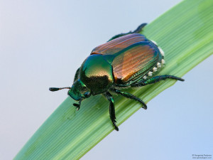 Japanese beetle (Popilia japonica) on green blade of grass with white background.