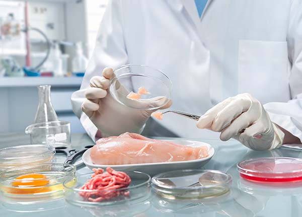 Quality control expert Inspecting chicken meat specimen in the laboratory