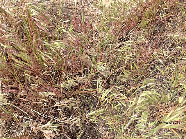 Close-up of cheatgrass