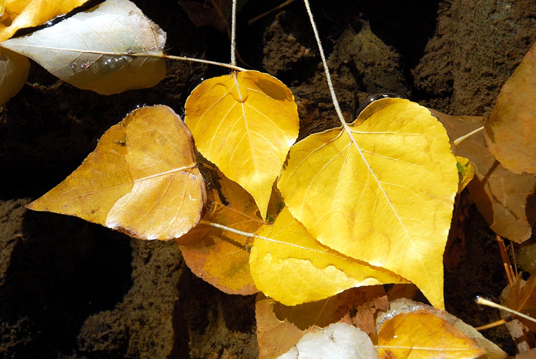 Detail of Yellow Fremont Cottonwood Leaves in Autumn Stream