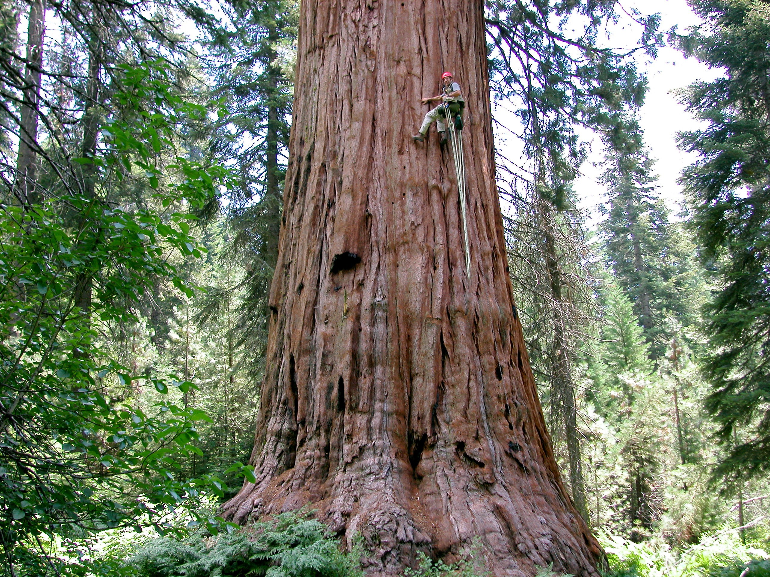 Researcher climbing a large redwood tree.