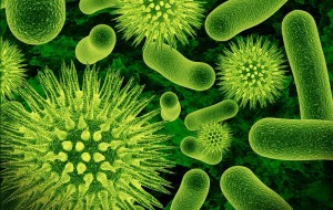 Green microscopic microbes, both tubular and round.