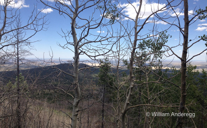 Drought-stressed forests in Northern Arizona showing dead trees in the mid ground.