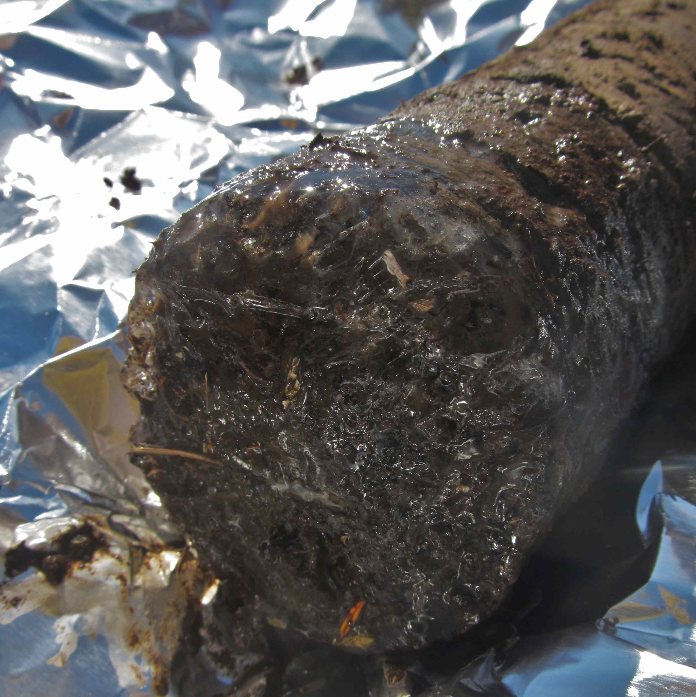 Core of permafrost with a lens of ice at its deepest end.