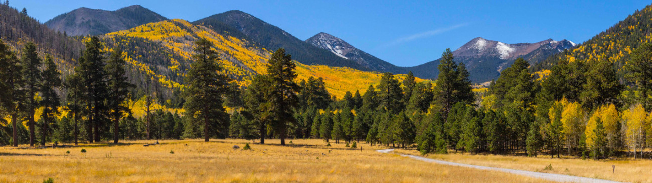 Landscape view of yellow aspen leaves and green forest in the fall at Locket Meadow, San Francisco Peaks, Arizona