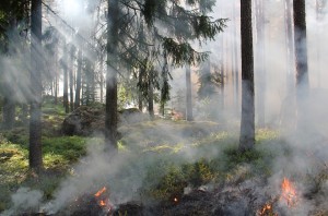 Low intensity fire burning through understory of a mixed conifer forest.