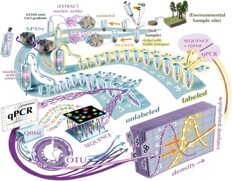 leshyk illustration linking biogeochemistry