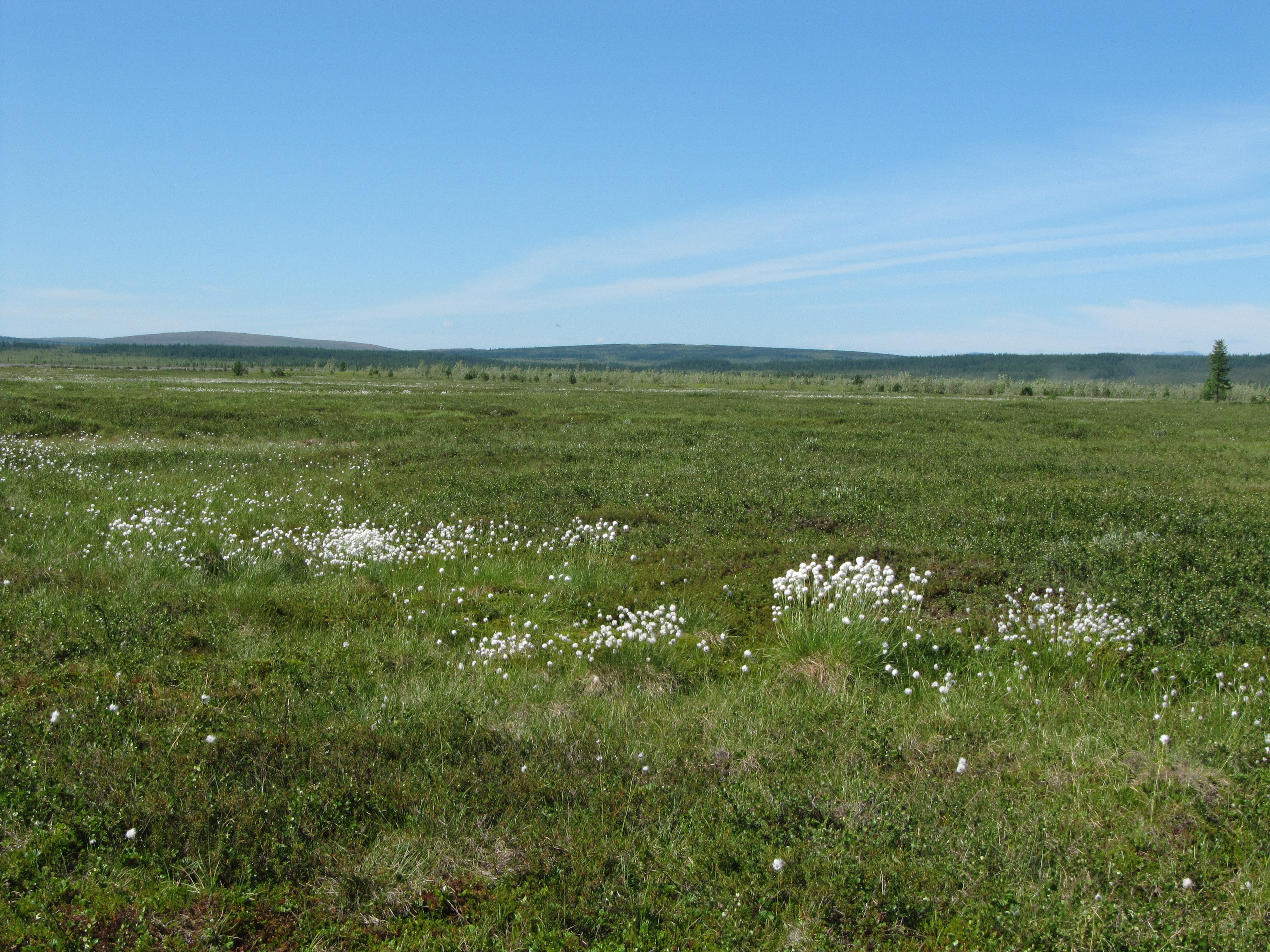 field studied for permafrost loss by schuur