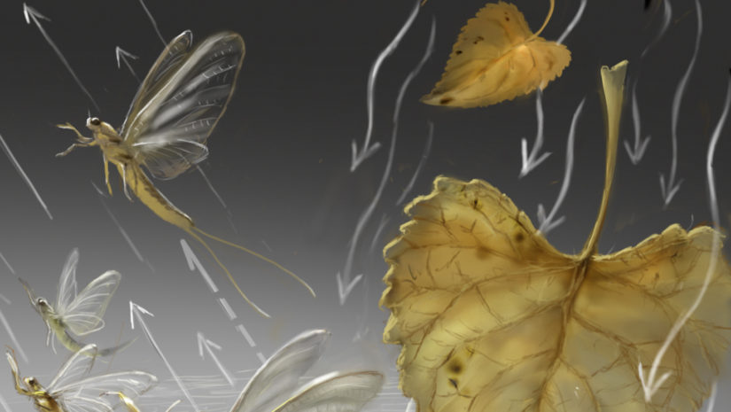leshyk illustration leaf litter in water