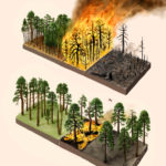 leshyk illustration carbon management