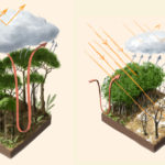 leshyk illustration rainforest temperate flux
