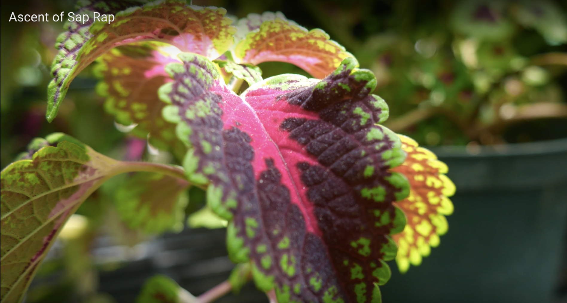 leaf still from ascent of sap rap video