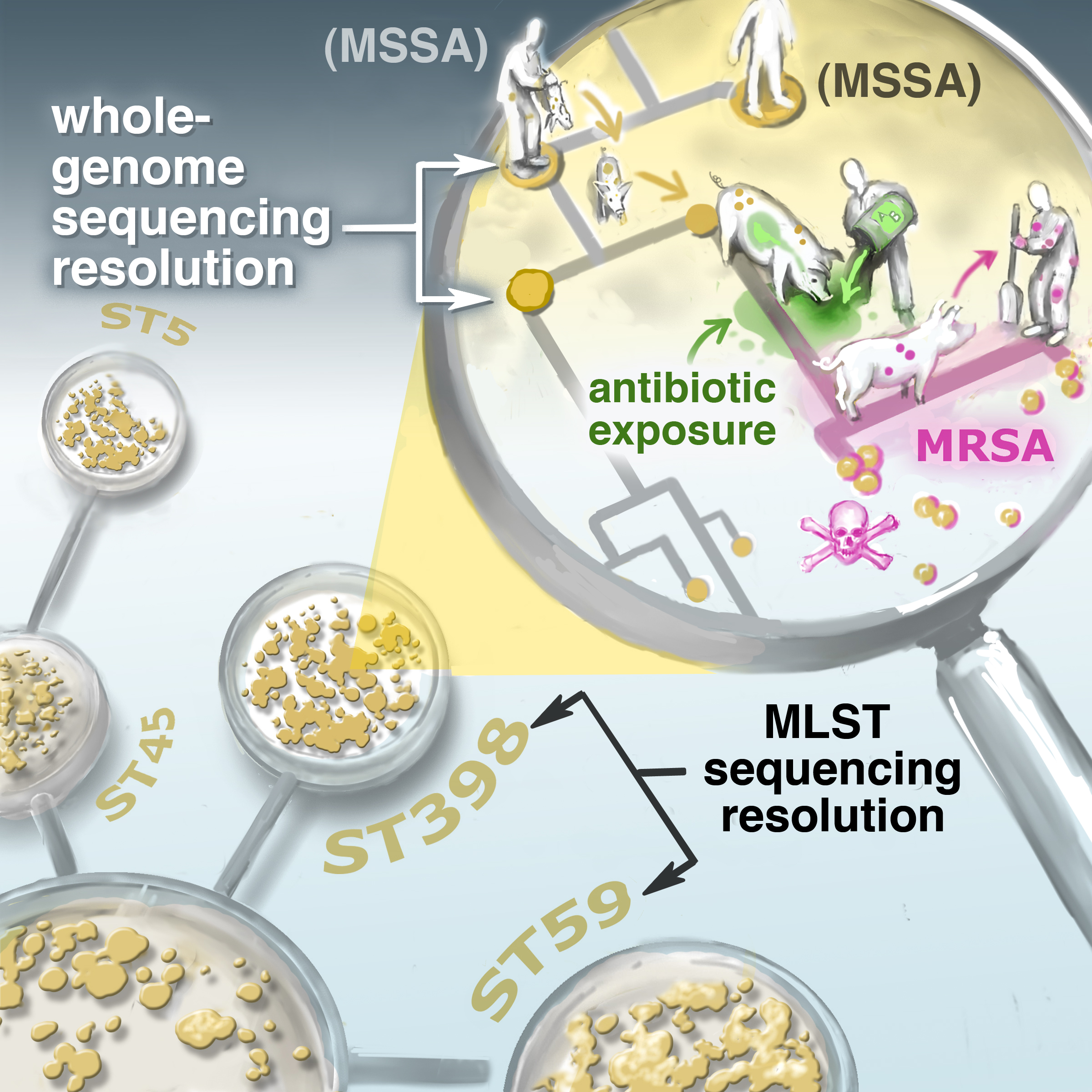 leshyk illustration combat antibiotic resistance