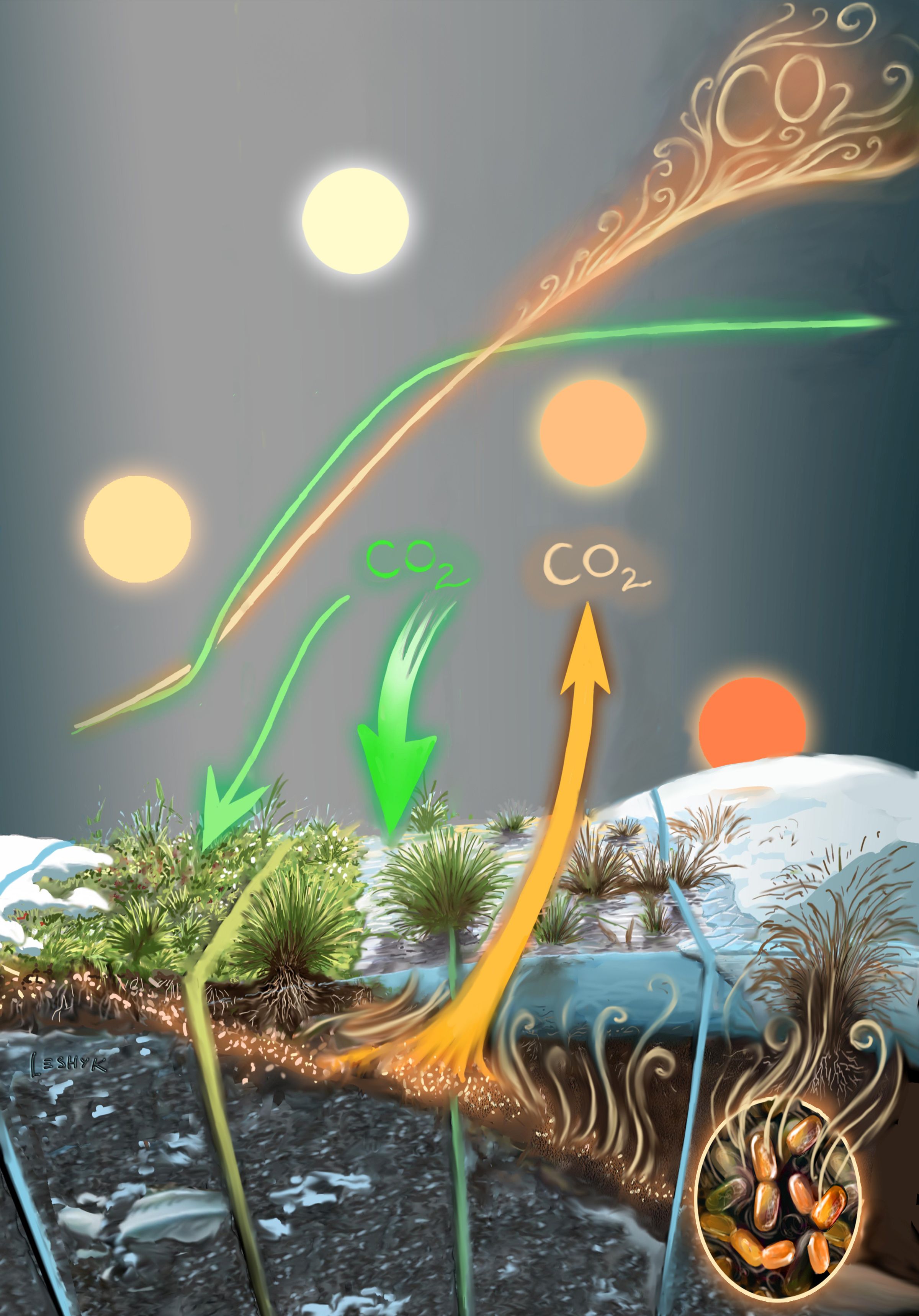 leshyk illustration tundra carbon