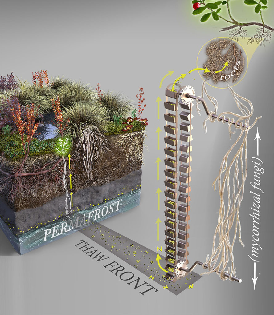 Hewitt mycorrhizal fungy illustration