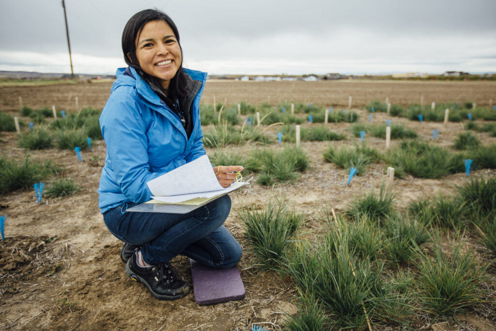 Audrey Harvey, a Montana State University graduate student in the Department of Land Resources and Environmental Science, makes observations on a research plot of bluebunch wheatgrass on Friday, Oct. 7, 2016, at the MSU Post Agronomy Farm in Bozeman, Mont. MSU Photo by Adrian Sanchez-Gonzalez
