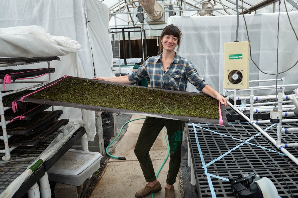 Graduate student in flannel shirt holding large tray of experimental moss inside greenhouse.